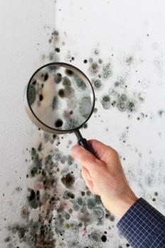 Traitements naturels contre la moisissure sur vos murs